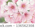 Illustration of the Sunshine Cherry Blossoms in Full Bloom 136562308