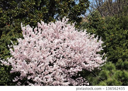Cherry Blossoms in full bloom Cherry Blossoms in full bloom 136562435