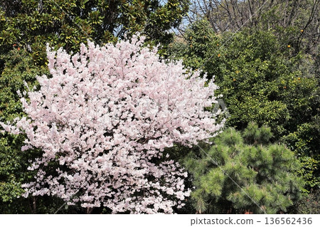 Cherry Blossoms in full bloom 136562436