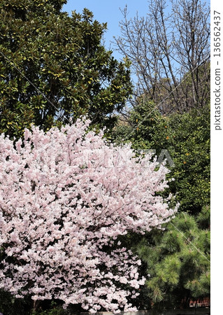 櫻花盛開 櫻花盛開 136562437