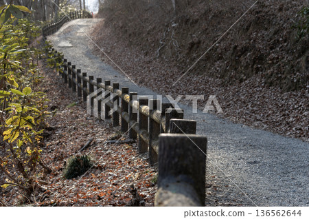 A quiet forest road with a wooden fence and fallen leaves bathed in winter light 136562644