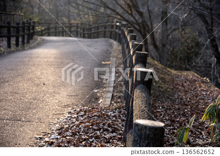A view of the forest path and wooden fence at Chichibu Muse Park illuminated by the winter sunset 136562652