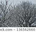 Tree with snow 136562660