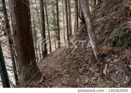 冬季,在奧秩父杉樹林中,一條狹窄的登山小徑被落葉覆蓋,蜿蜒向上,通往陡峭的山坡。 冬季,在奧秩父杉樹林中,一條狹窄的登山小徑被落葉覆蓋,蜿蜒向上,通往陡峭的山坡。 136562694