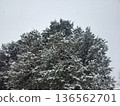 Tree with snow 136562701