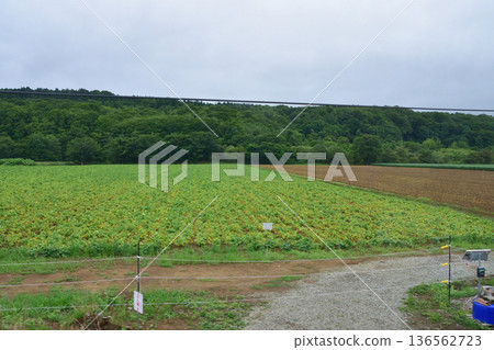 JR Hokkaido Hakodate Main Line: Scenery from the window of a local train from Neppin Station to Oshamanbe Station (Summer rain, 2023) JR Hokkaido Hakodate Main Line: Scenery from the window of a local train from Neppin Station to Oshamanbe Station (Summer rain, 2023) 136562723