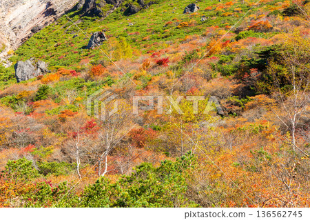 栃木縣那鬚町的秋景。日本百岳之一。那須山（秋葵山）上的秋葉。宇笠平。 136562745
