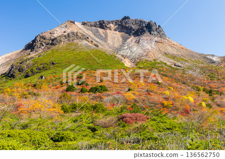 栃木縣那鬚町的秋景。日本百岳之一。那須山（秋葵山）上的秋葉。宇笠平。 136562750