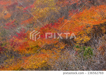 栃木縣那鬚町的秋天－日本百嶽之一，秋葉秀麗的那須山（茶臼山） 136562769
