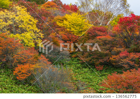 Autumn in Nasu Town, Tochigi Prefecture - Japan's 100 Famous Mountains, Mt. Nasu (Mt. Chausu) with Autumn Foliage Autumn in Nasu Town, Tochigi Prefecture - Japan's 100 Famous Mountains, Mt. Nasu (Mt. Chausu) with Autumn Foliage 136562775
