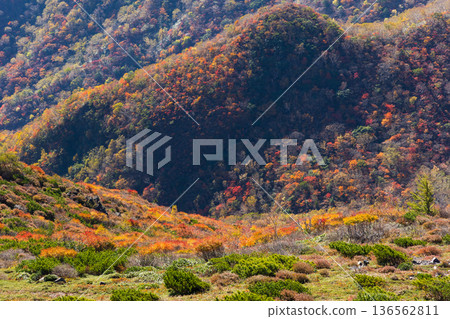 栃木縣那鬚町的秋天-日本百嶽之一,秋葉秀麗的那須山(茶臼山) 栃木縣那鬚町的秋天-日本百嶽之一,秋葉秀麗的那須山(茶臼山) 136562811