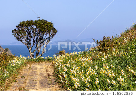 A path lined with daffodils leading to the blue sea (a stunning spring scene - a refreshing seascape and flower-lined path background image) A path lined with daffodils leading to the blue sea (a stunning spring scene - a refreshing seascape and flower-lined path background image) 136562886