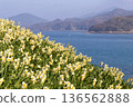 Daffodils blooming against the backdrop of the sea 136562888