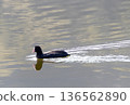 Coot swimming in the winter river 136562890
