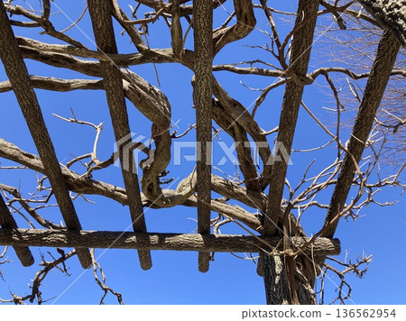 在藍天映襯下格外醒目的涼棚 136562954