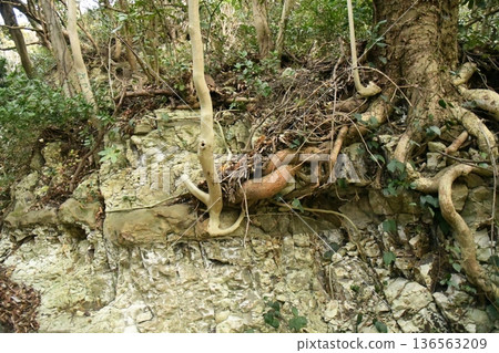 大自然的活力 大自然的活力 136563209