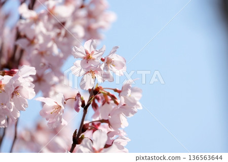 櫻花盛開 櫻花盛開 136563644