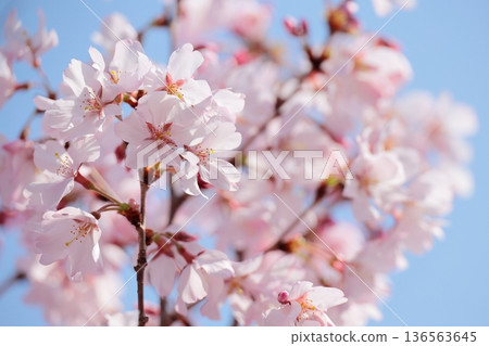 櫻花盛開 櫻花盛開 136563645