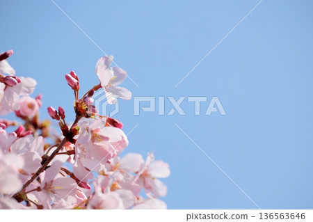 櫻花盛開 櫻花盛開 136563646