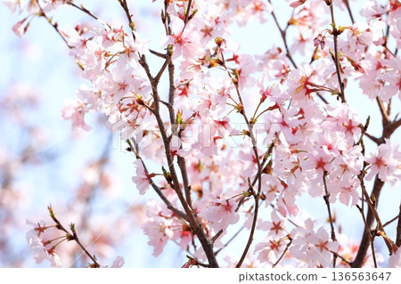 櫻花盛開 櫻花盛開 136563647