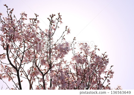 Cherry Blossoms in full bloom Cherry Blossoms in full bloom 136563649