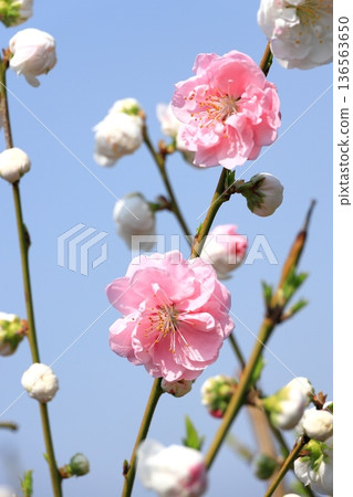 Hanamomo in full bloom Hanamomo in full bloom 136563650