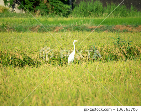 Herons looking for food in the rice fields Herons looking for food in the rice fields 136563706