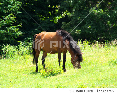 horse standing in meadow horse standing in meadow 136563709