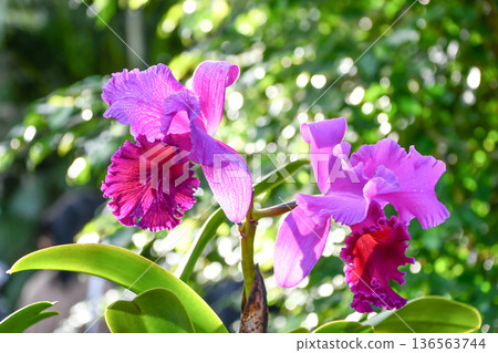 Cattleya Cattleya Cattleya Cattleya 136563744
