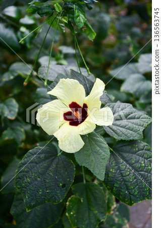 Hibiscus calyphyllus 136563745
