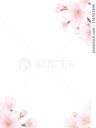 水彩風格手繪櫻花背景插圖 - 白色背景 - 直式版 136563946