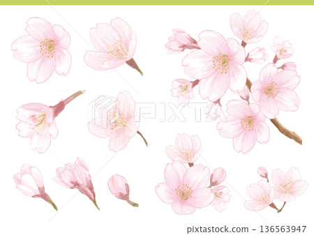 水彩手繪櫻花插畫素材集 136563947