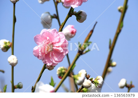 Hanamomo in full bloom Hanamomo in full bloom 136563979