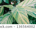 Background material with shell ginger leaves in northern Okinawa spreading radially 136564002