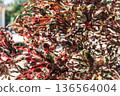 A tropical backdrop of red crotons in northern Okinawa. A gorgeous plant element for tourism PR, corporate presentations, and slideshows. 136564004