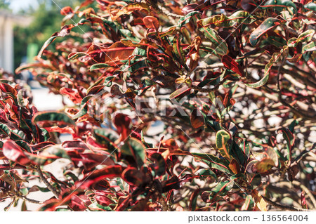A tropical backdrop of red crotons in northern Okinawa. A gorgeous plant element for tourism PR, corporate presentations, and slideshows. A tropical backdrop of red crotons in northern Okinawa. A gorgeous plant element for tourism PR, corporate presentations, and slideshows. 136564004