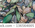 A natural background material of Fukugi leaves spreading on the road in northern Okinawa. Perfect for tourism PR, corporate presentations, and slideshows. 136564005