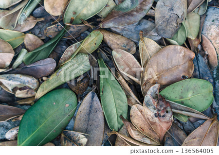 A natural background material of Fukugi leaves spreading on the road in northern Okinawa. Perfect for tourism PR, corporate presentations, and slideshows. 136564005