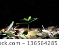 New shoots sprouting from seeds of Fukugi trees in northern Okinawa. A background image of growth that can be used for tourism promotion, corporate presentations, and slideshows. 136564285