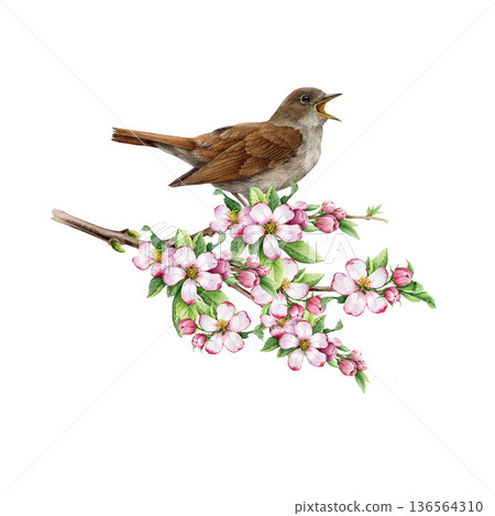 Singing nightingale bird on a blooming apple tree branch watercolor illustration. Hand drawn luscinia megarhynchos European forest songbird on a springtime garden tree twig on white background 136564310