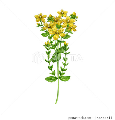 St. John's wort plant watercolor illustration. Hand drawn hypericum perforatum medicinal herb vintage style realistic illustration on white background. St Johns wort herbal treatment ingredient 136564311