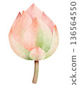 Watercolor Illustration of a Pink Lotus Bud 136564550