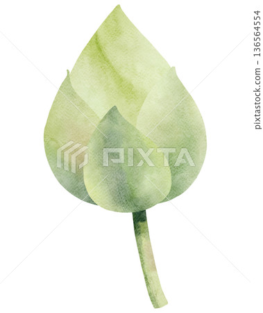 Watercolor Lotus Bud Illustration 136564554