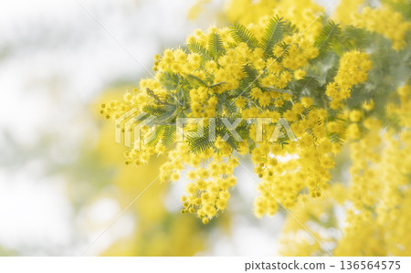 含羞草花 含羞草花 136564575