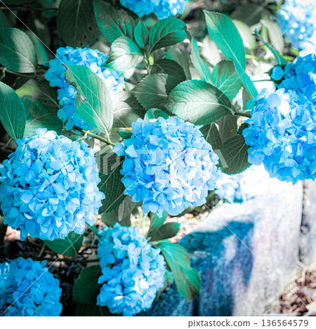hydrangea hydrangea 136564579