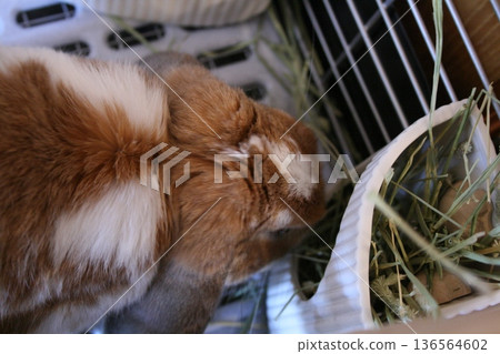 rabbit eating grass rabbit eating grass 136564602