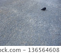鳥兒蹲伏在地上 136564608