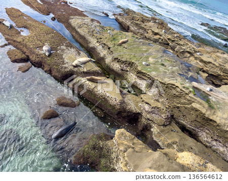 La Jolla, California, United States. Harbor seals rest on the sand at La Jolla Cove, San Diego La Jolla, California, United States. Harbor seals rest on the sand at La Jolla Cove, San Diego 136564612