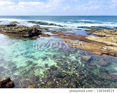 La Jolla, California, United States. Harbor seals rest on the sand at La Jolla Cove, San Diego La Jolla, California, United States. Harbor seals rest on the sand at La Jolla Cove, San Diego 136564614