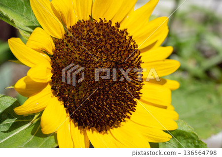 Midsummer Sun ~Sunflowers~ 136564798